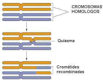 20091202220917-ciclocelprofaseirec.gif